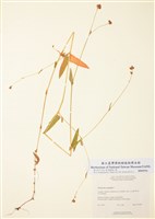 藏品(箭葉蓼)的圖片